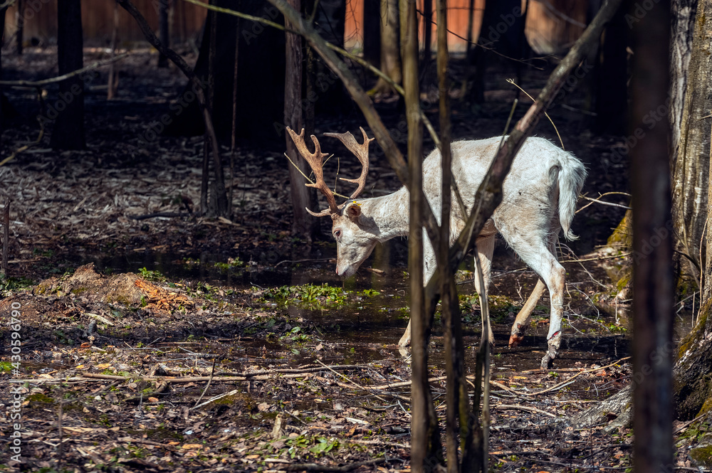 Fototapeta premium Handsome male fallow deer with big horns in the forest
