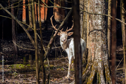 Handsome male fallow deer with big horns in the forest