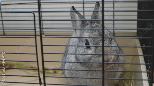Grey rabbit sitting in a cage, close-up of rabbit muzzle, natural light, farming. bunny domestic anima, home pet