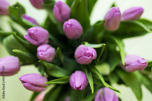 purple tulips on green background