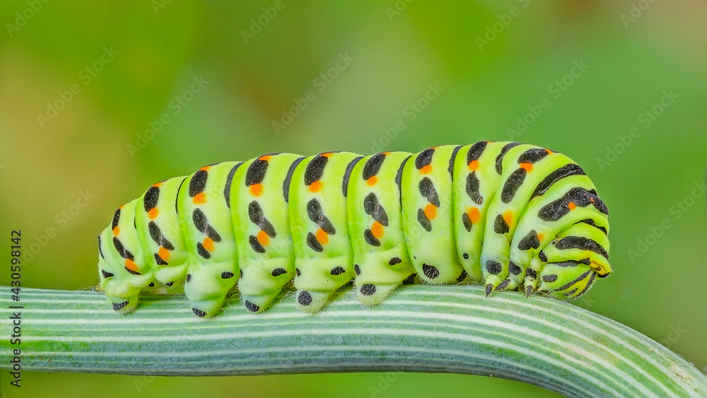 Naklejka premium swallowtail caterpillar