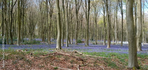 A Walk amongst Bluebells - Forest of Blue photo