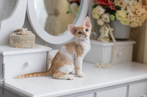 little devonrex kitten sits on the dressing table