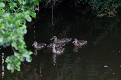 four ducklings swimming on a river with leaves overhanging the water © Ian