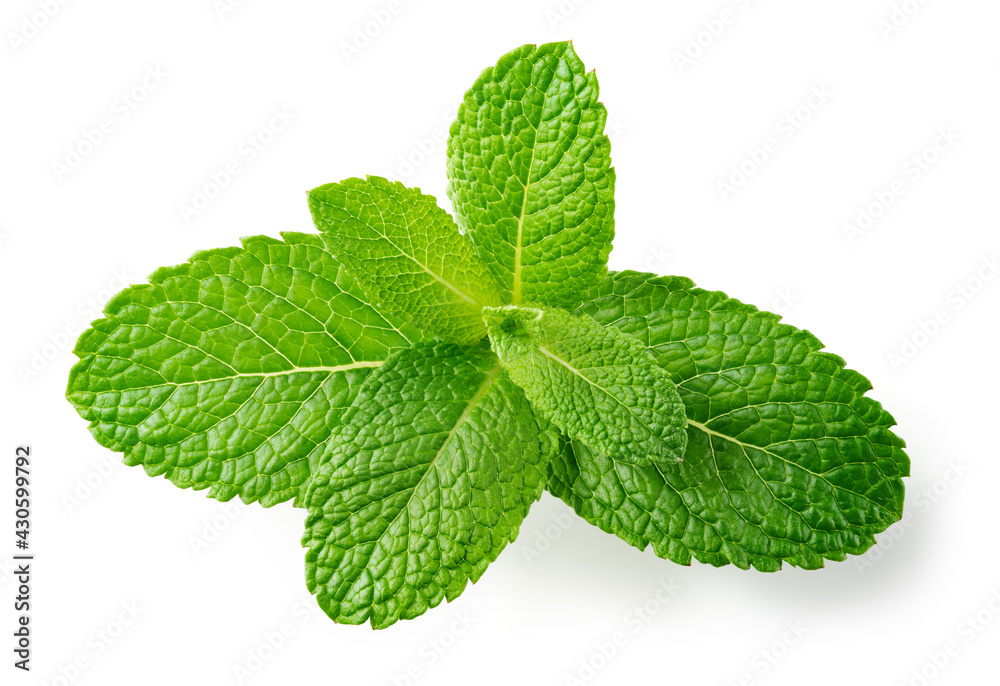Mint leaves top view. Fresh mint on white background. Mint branch with leaf isolated. Full depth of field. Mint leaves top view. Fresh mint on white background. Mint branch with leaf isolated. Full depth of field.