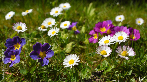 daisies and primula flowers blooming on lawn