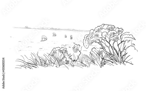Sheep grazing in the meadow. Rural landscape. Farm sketch. Hand drawn vector illustration. 
