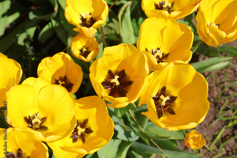 Yellow tulips viewed from above, Derbyshire England
Yellow tulips viewed from above, Derbyshire England