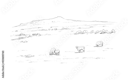 Sheep grazing in the meadow. Rural landscape. Farm sketch. Hand drawn vector illustration. 