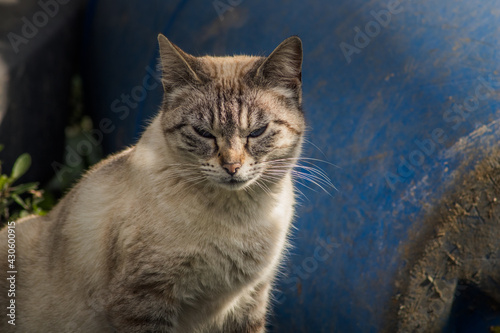 gato