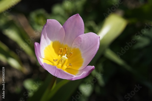 small tulip pink yellow garden