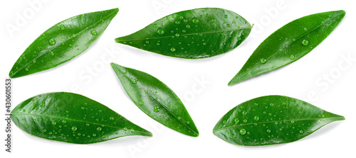 Citrus leaves on white. Orange, lemon, lime, tangerine wet leaf isolated. Leaf set with drops top view. Leaves flat lay.