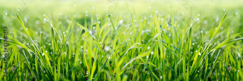 Fresh green grass with water drops natural green background