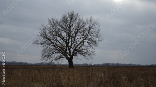 Trees on the field