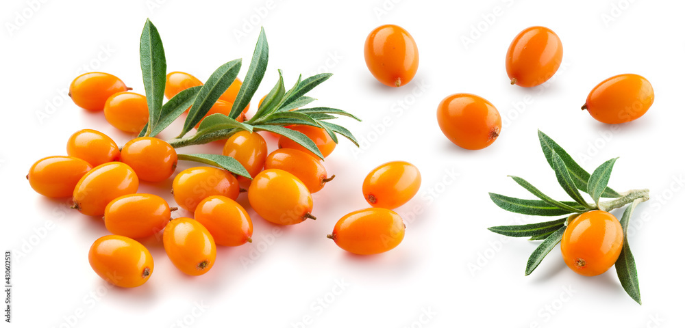 Buckthorn isolated. Sea-buckthorn on white background. Fresh buckthorn on branch with leaves.