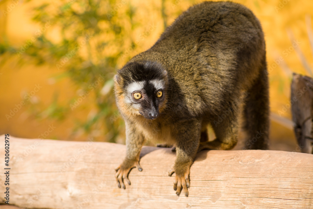Fototapeta premium lemur on the canary islands
