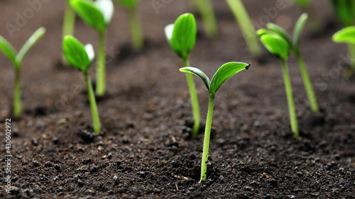 Growing plants in spring timelapse, sprouts germination newborn Cucumber plant in greenhouse agriculture