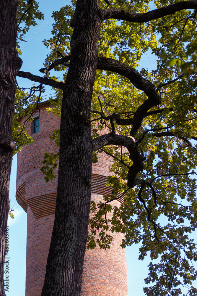 Fototapeta premium tree in autumn