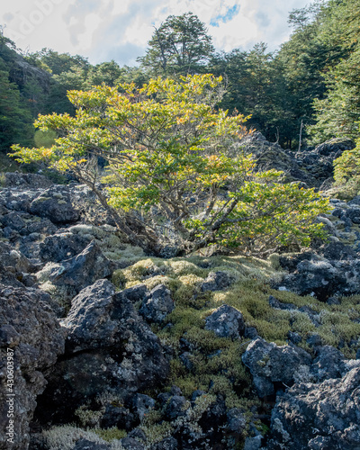 bonsai natural de nothofagus sp photo