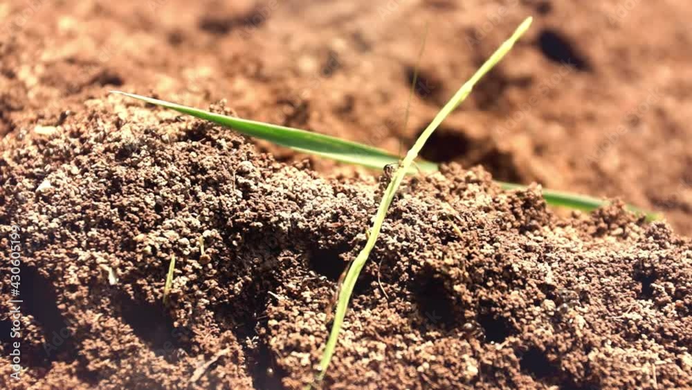 ant hill ants run about their business insects close up ant hill ants run about their business insects close up