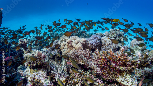 A school of fish on the reefs of the red sea