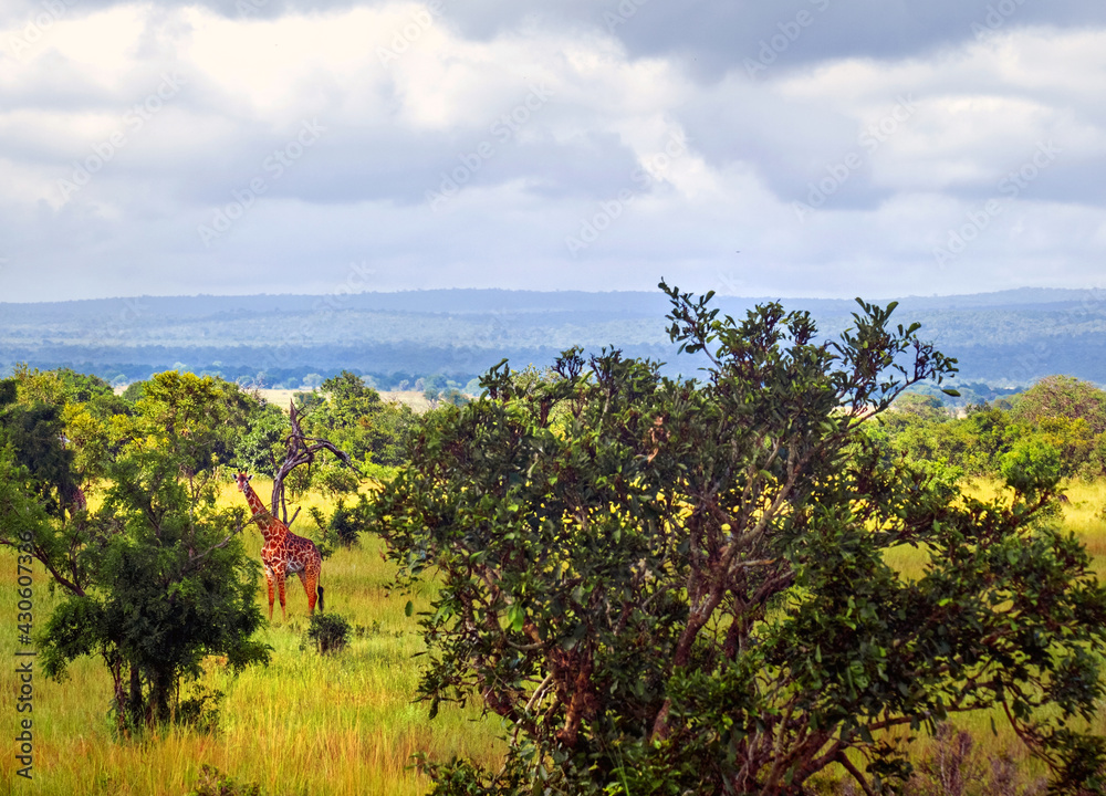 Giraffe in beautiful bushes of Savannah
