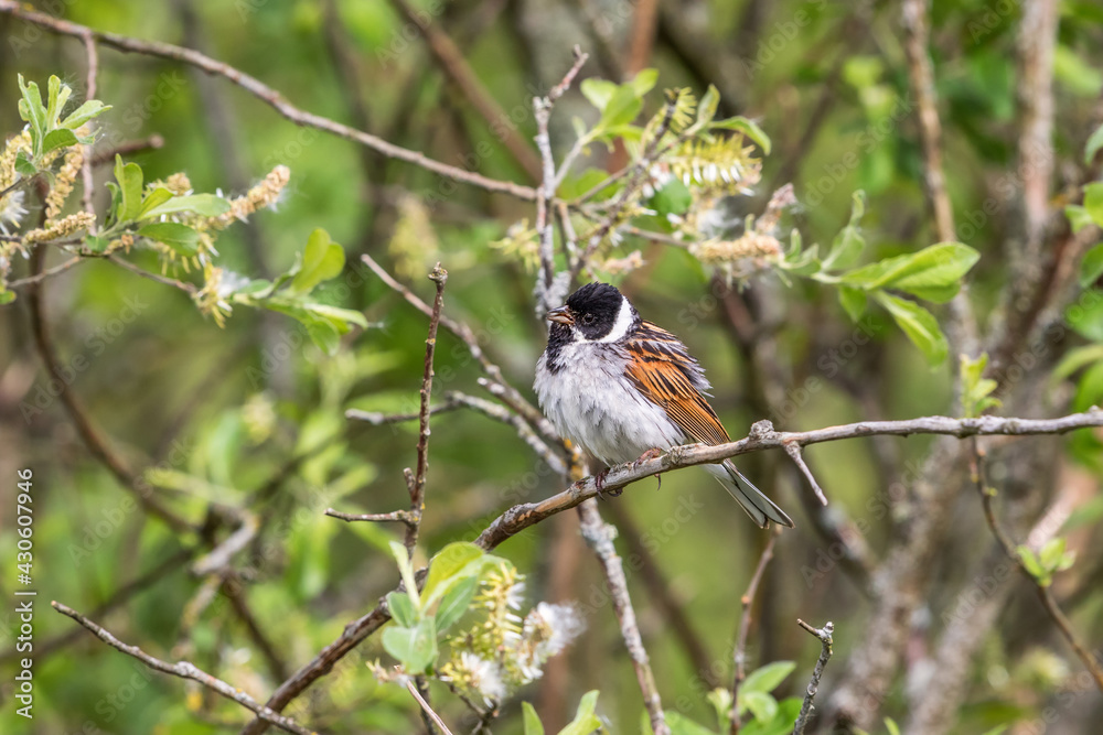 Fototapeta premium Reed Bunting sitting in a shrub and singing