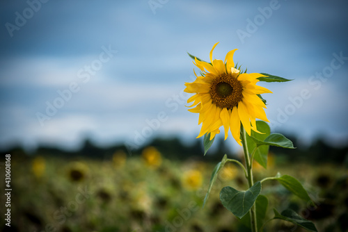 sunflower in sunflower field
