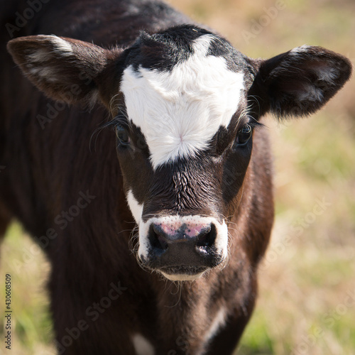 close up of a calf