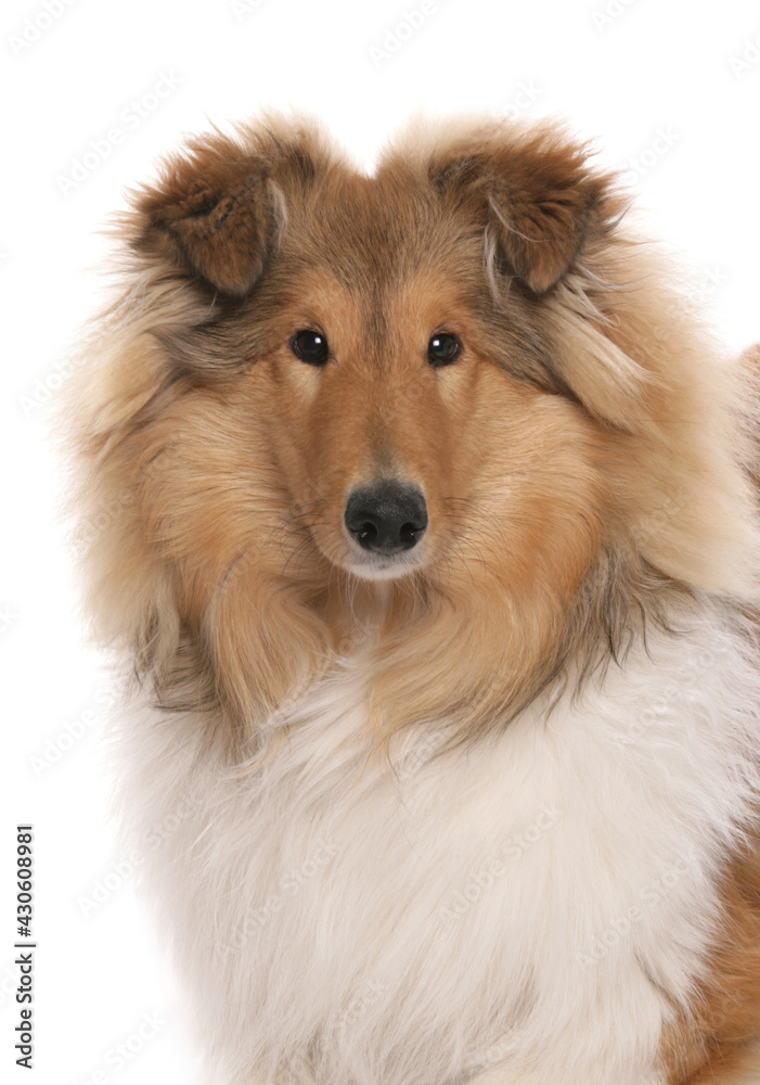 Rough Collie dog portrait