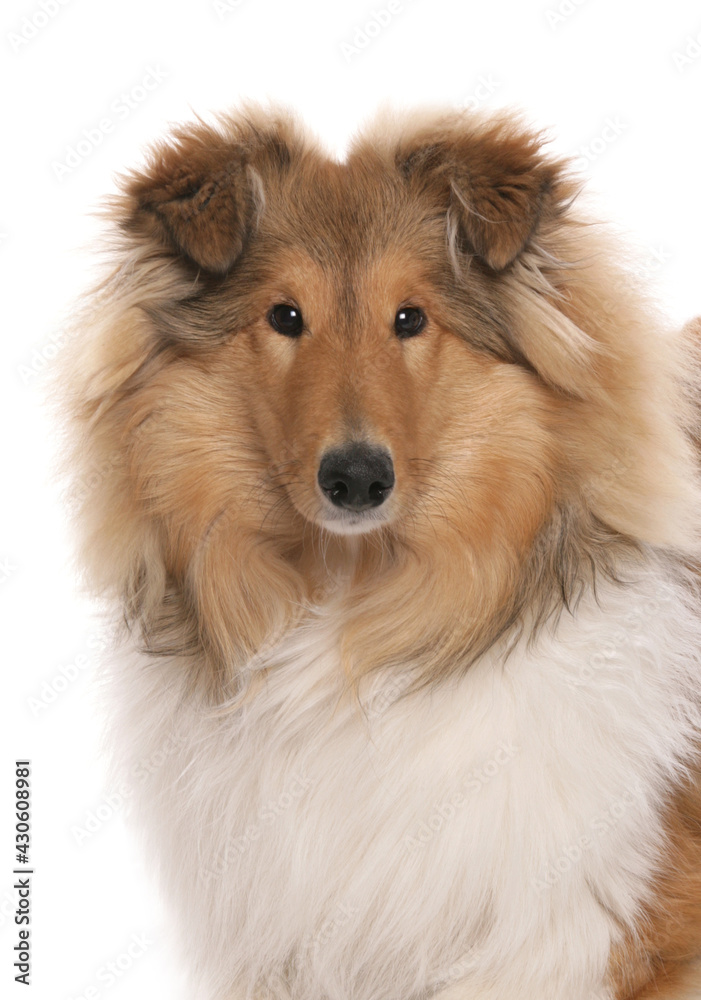 Rough Collie dog portrait Rough Collie dog portrait