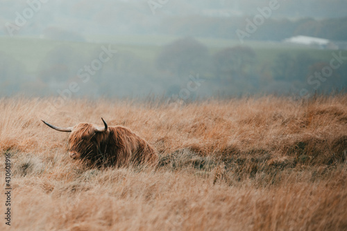 highland cow in a field
