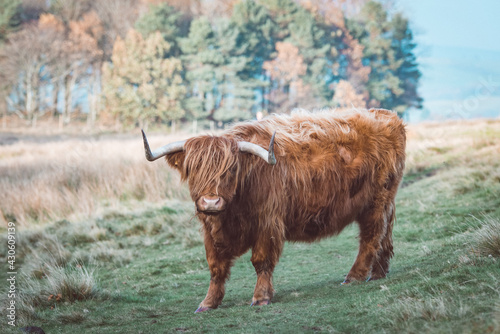 highland cow in a field