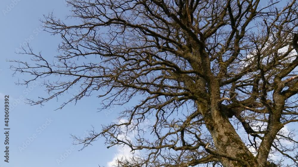 Bottom view of oak tree branches. Camera slowly spins from left to rigth. Bottom view of oak tree branches. Camera slowly spins from left to rigth.