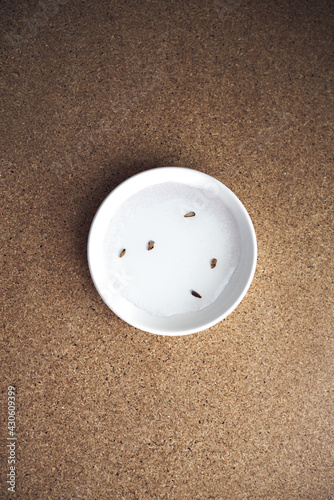 Planting process. Soaking seeds for planting in a water in a white saucer top view.