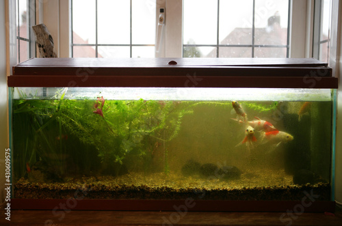 Obraz na płótnie dirty Coldwater fishtank