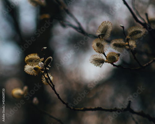 buds on branches
