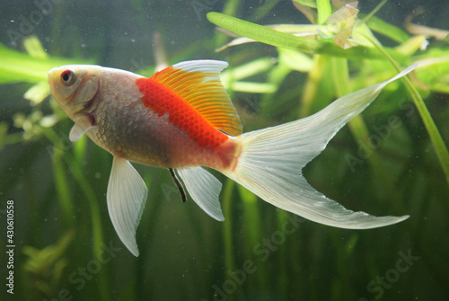 saras comet goldfish photo