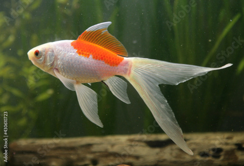 saras comet goldfish