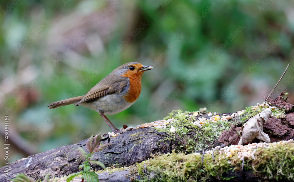 Fototapeta premium Eurasian robin feeding in the woods