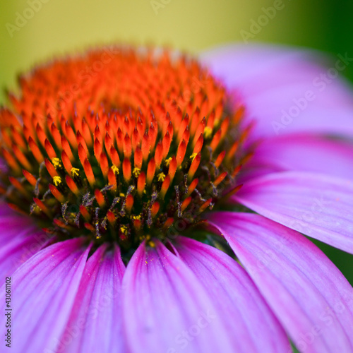 close up of a purple coneflower 