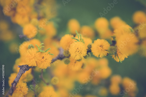 yellow flowers in the morning sun