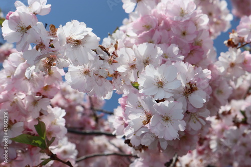 Cherry tree in bloom with blue sky