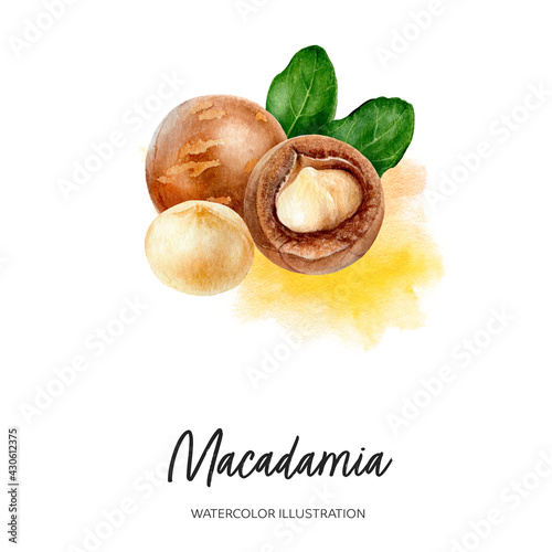 Foto Macadamia watercolor illustration isolated on splash background