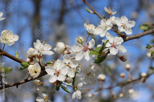 Plum tree in bloom with blue sky	