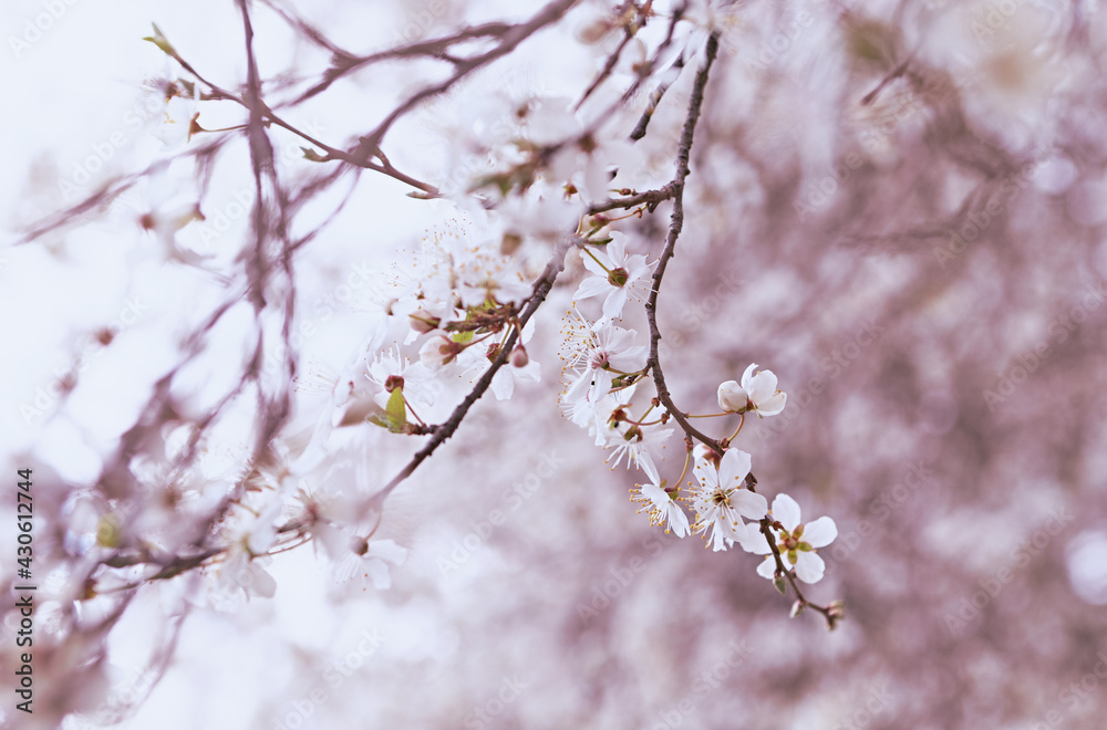 White flowering tree in the springtime. Close-up White flowering tree in the springtime. Close-up
