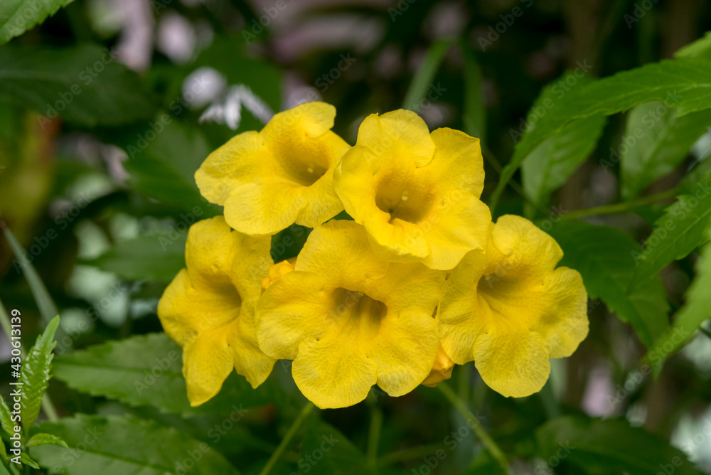 Yellow elder, Trumpetbush, Trumpetflower, Yellow trumpet-flower, Yellow trumpetbush
Yellow elder, Trumpetbush, Trumpetflower, Yellow trumpet-flower, Yellow trumpetbush