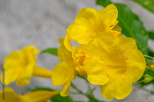 Yellow elder, Trumpetbush, Trumpetflower, Yellow trumpet-flower, Yellow trumpetbush 
