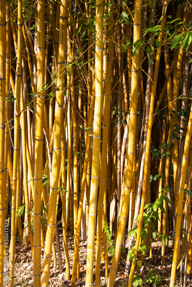 beauty of the Golden bamboo With golden stems and green leaves. Popular
