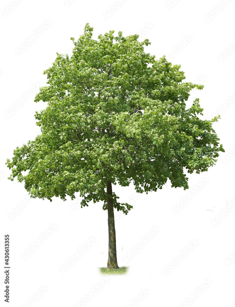 Fototapeta premium Green tree on white background